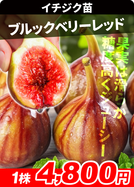 国華園オンラインショップ / 果樹苗 (落葉)