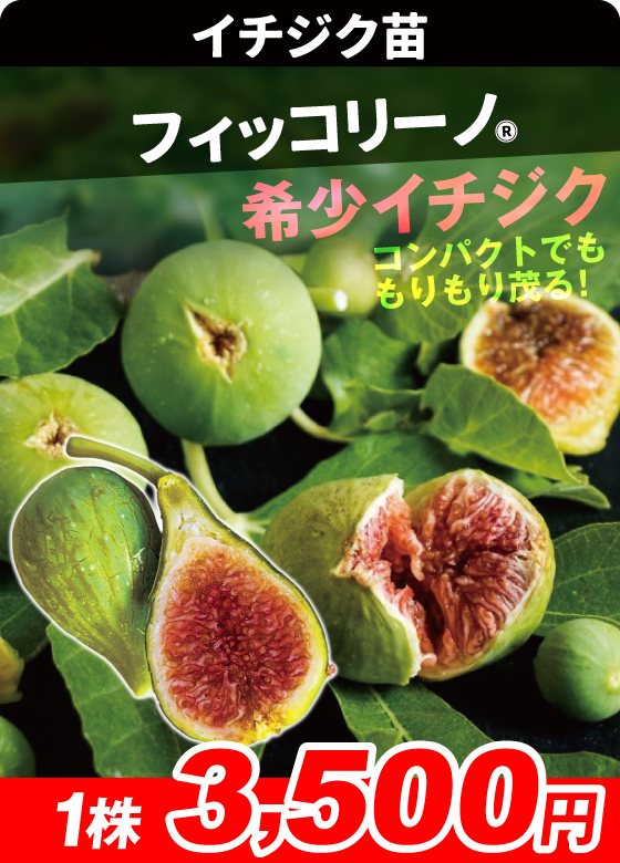 イチジク・フィッコリーノR