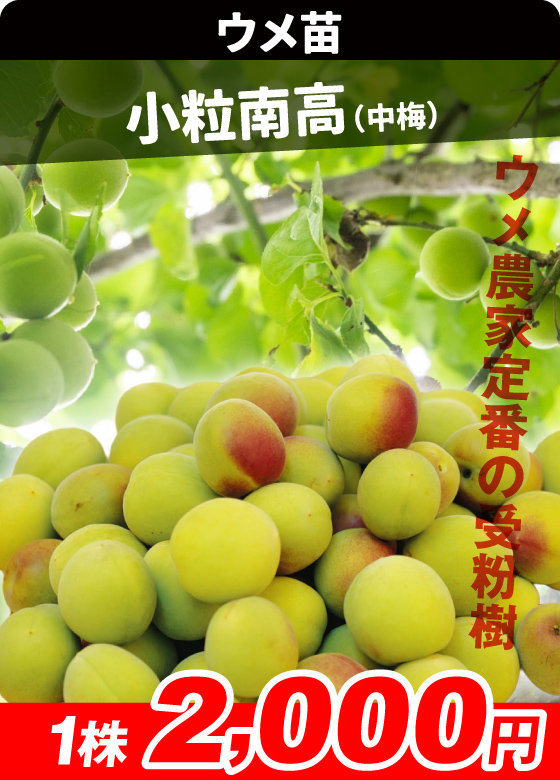 ウメ・小粒南高