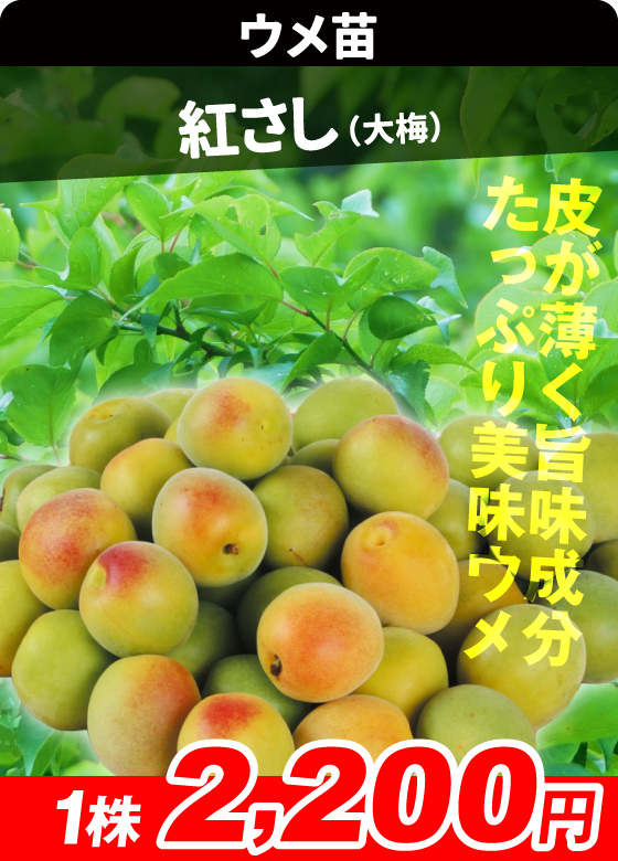 ウメ・紅さし