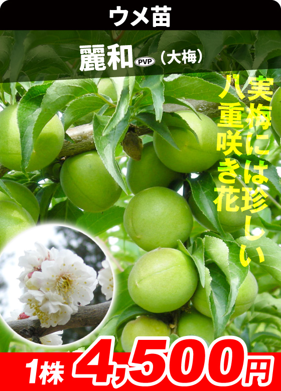ウメ・麗和