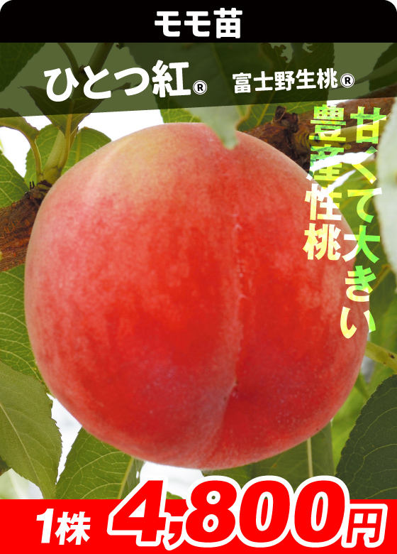 桃・ひとつ紅