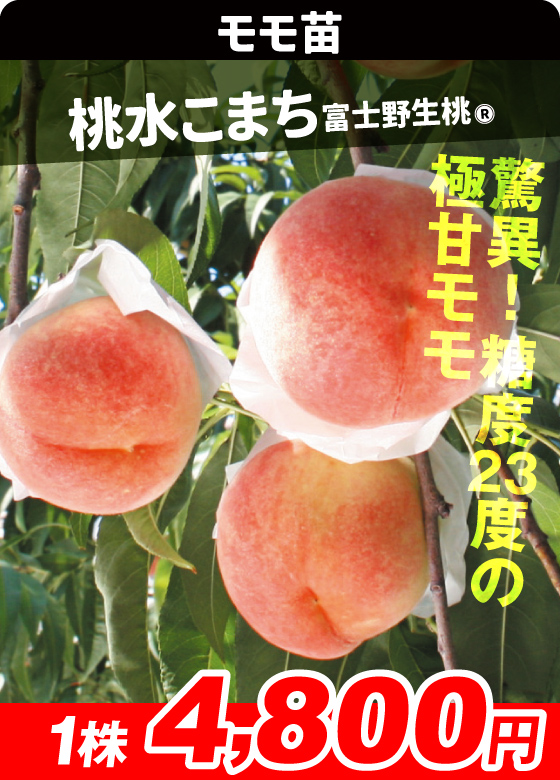 モモ・桃水こまち 富士野生桃R