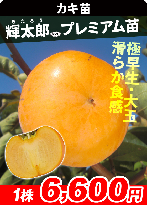 輝太郎プレミアム 甘柿