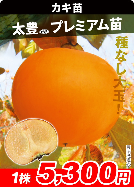 太豊プレミアム 甘柿