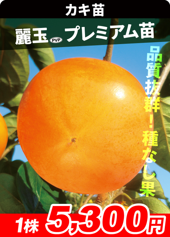 麗玉プレミアム 甘柿