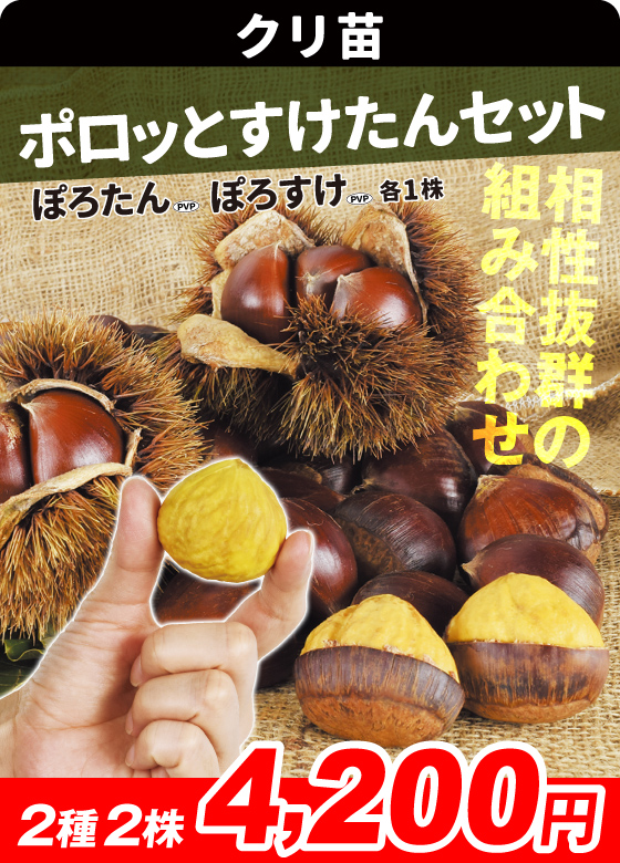 クリ・ぽろたん＆ぽろすけ
