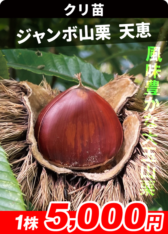 ジャンボ山栗 天恵