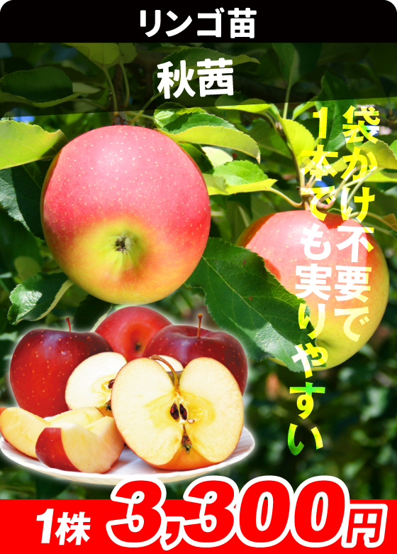 秋茜