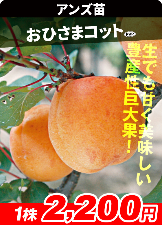 アンズ・おひさまコット
