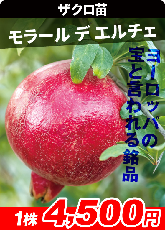 モラール デ エルチェ