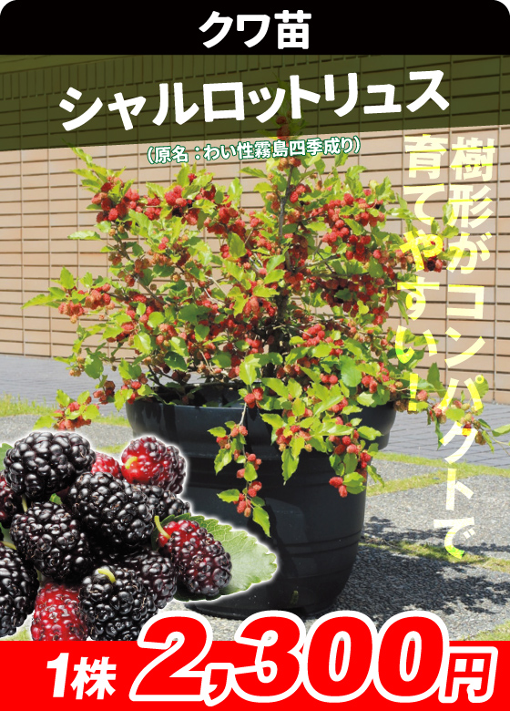 桑・シャルロットリュス
