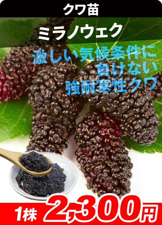 桑・ミラノウェク