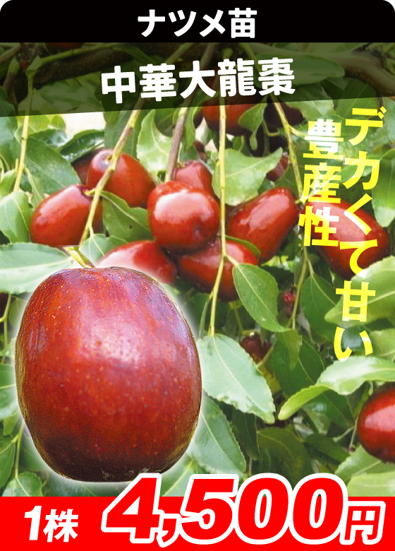 ナツメ・中華大龍ナツメ