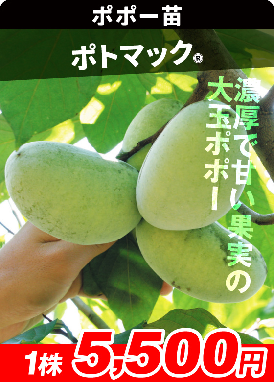 国華園オンラインショップ / ポポー苗