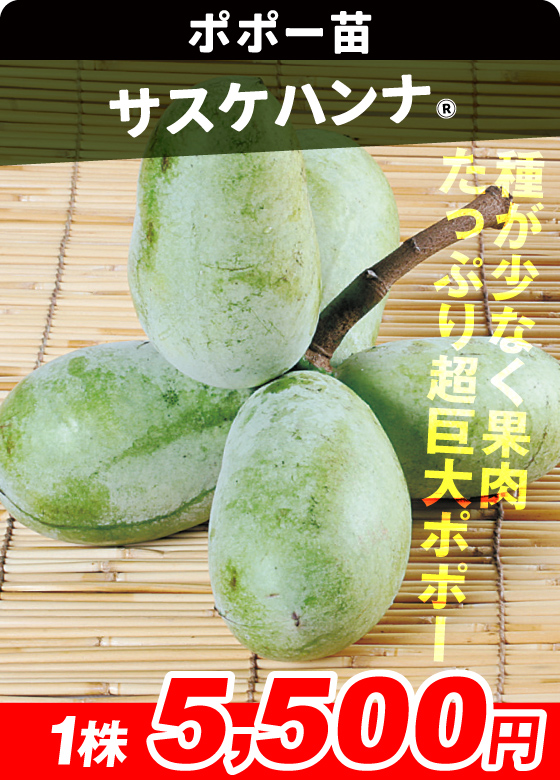 ポポー・サスケハンナR