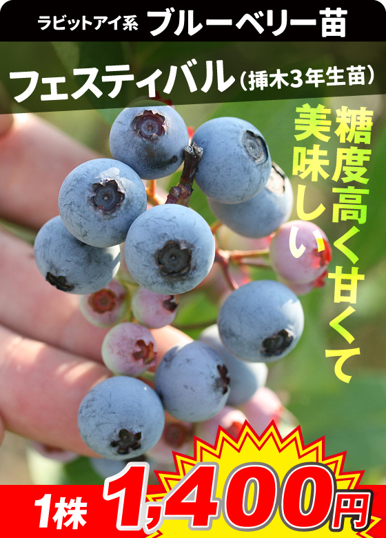 フェスティバル挿木3年