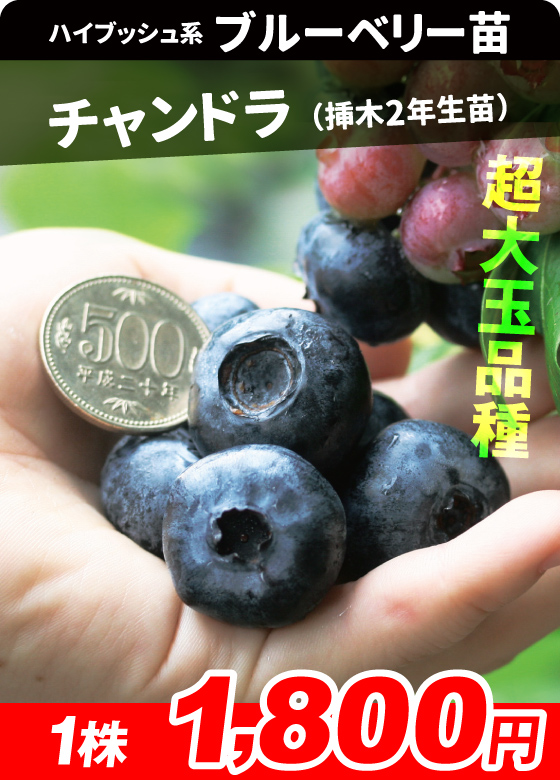 チャンドラ挿木2年
