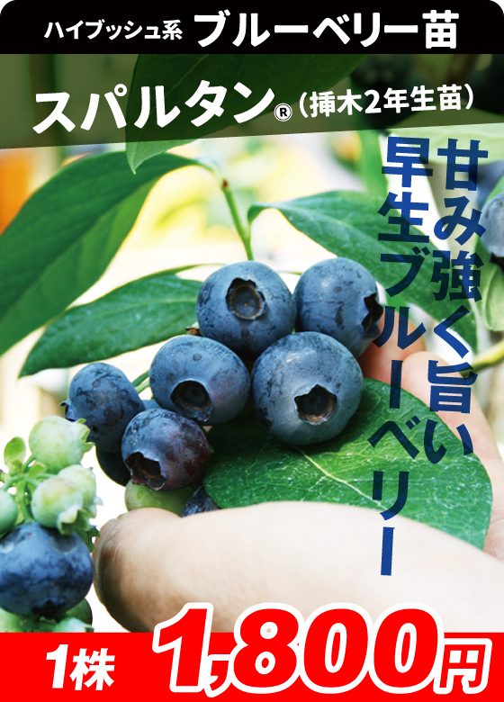 スパルタンR 挿木2年