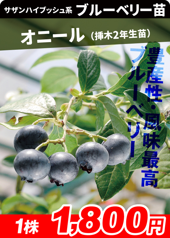 オニール挿木2年