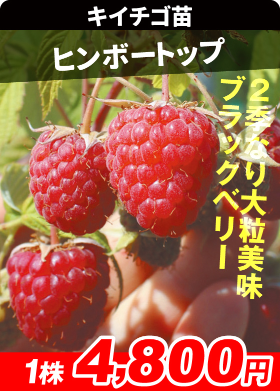 国華園オンラインショップ / キイチゴ苗