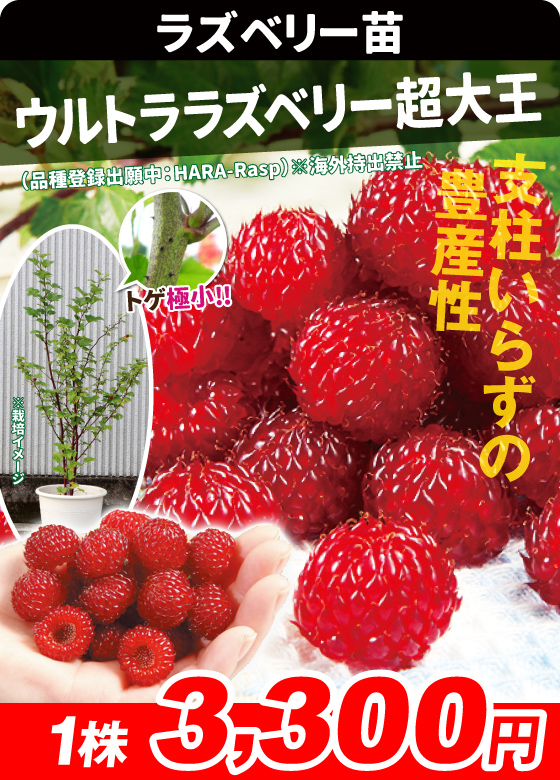 木苺・ウルトララズベリー=