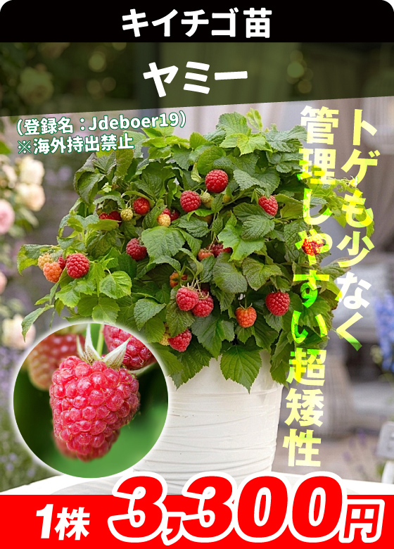 ラズベリー・ヤミー