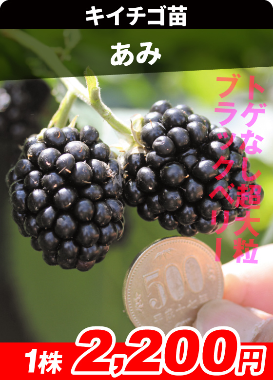 木苺・あみ=