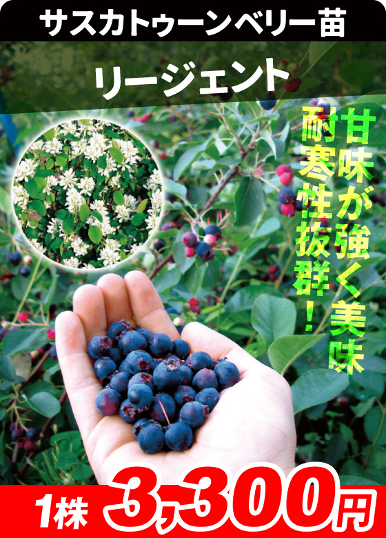 リージェント