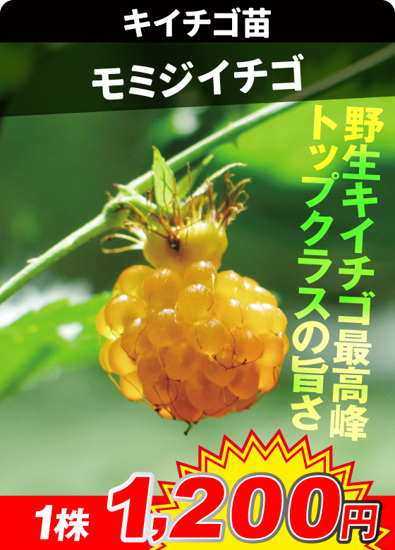 木苺・モミジイチゴ=