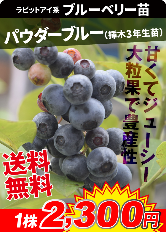 ブルーベリー・パウダーブルー挿木3年