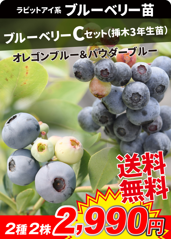 挿木3年生