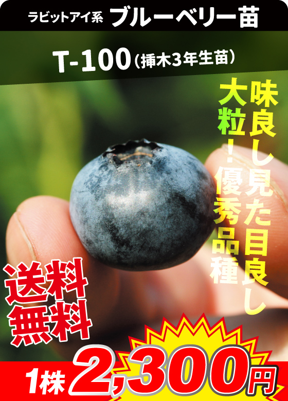 ブルーベリー・T-100挿木3年