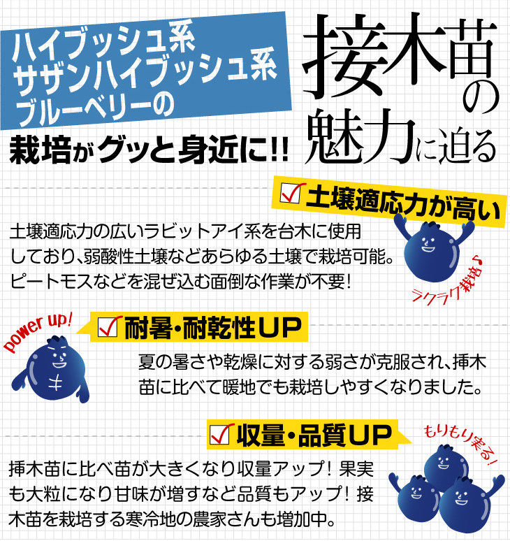ブルーベリーの接木