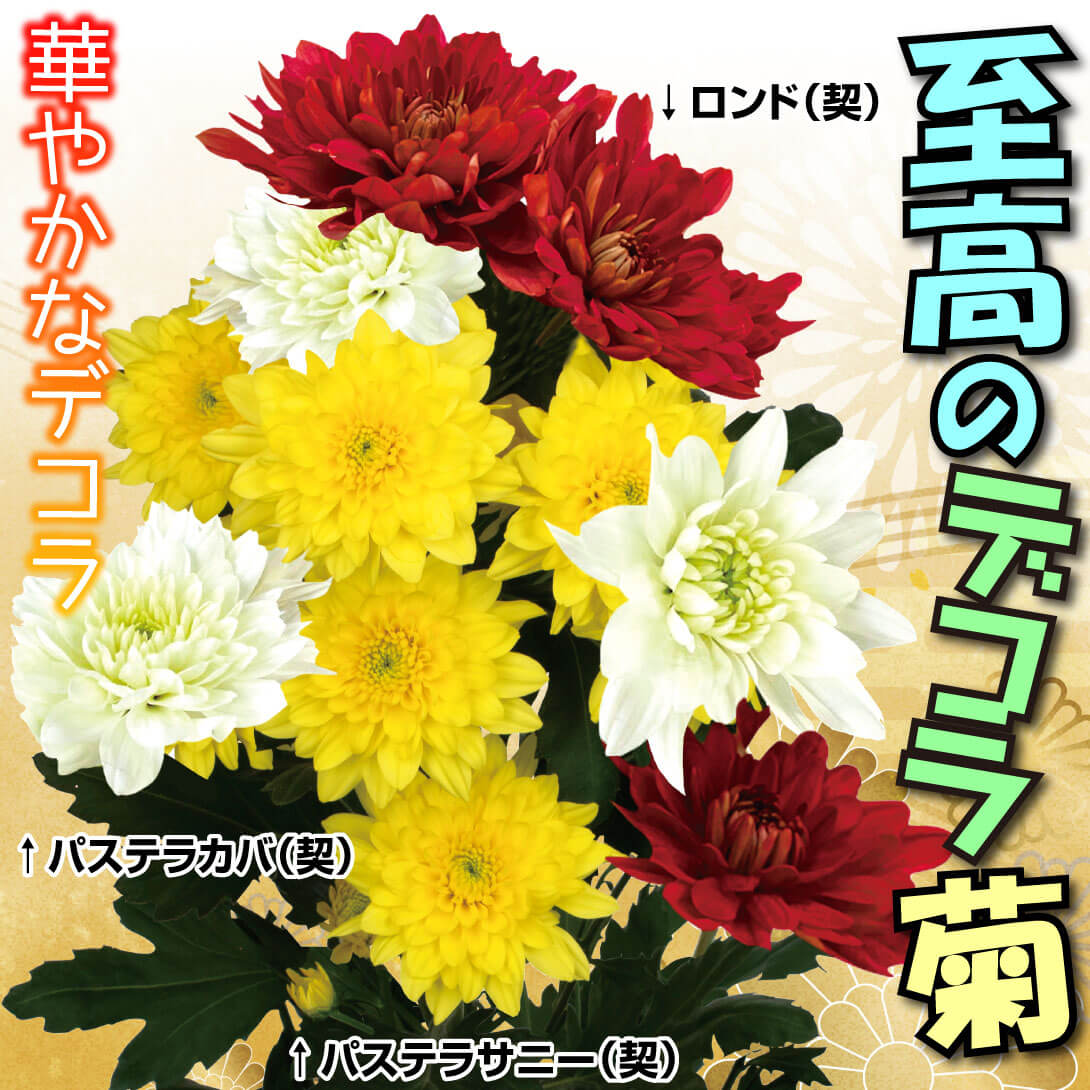 至高のデコラ菊セット