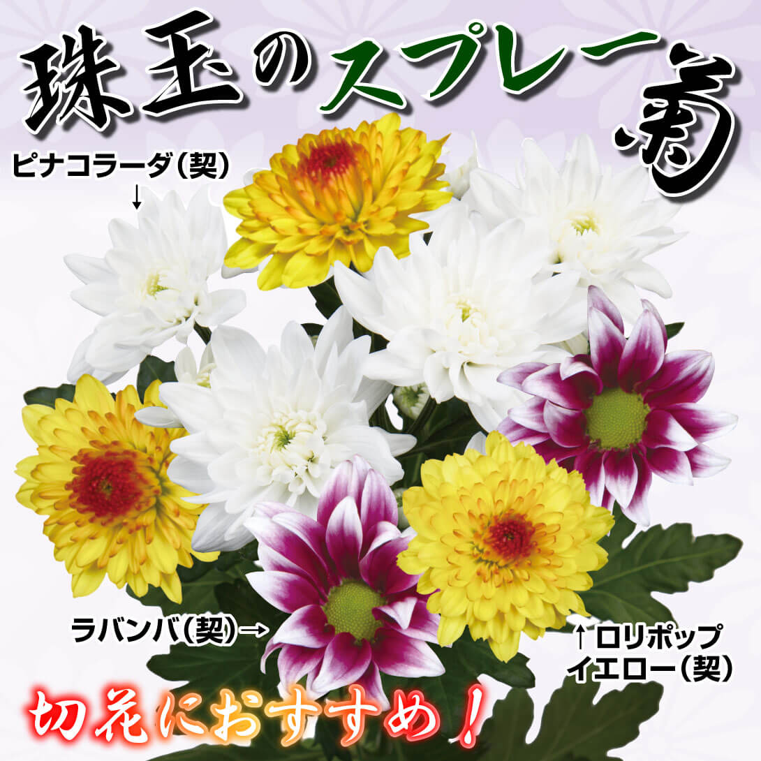 珠玉のスプレー菊