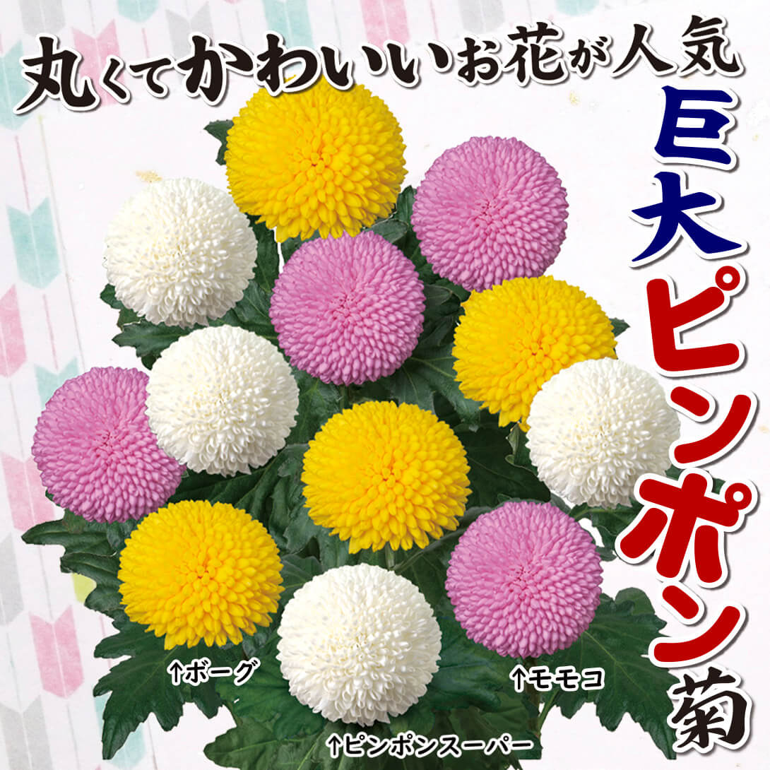 ビッグドーム菊