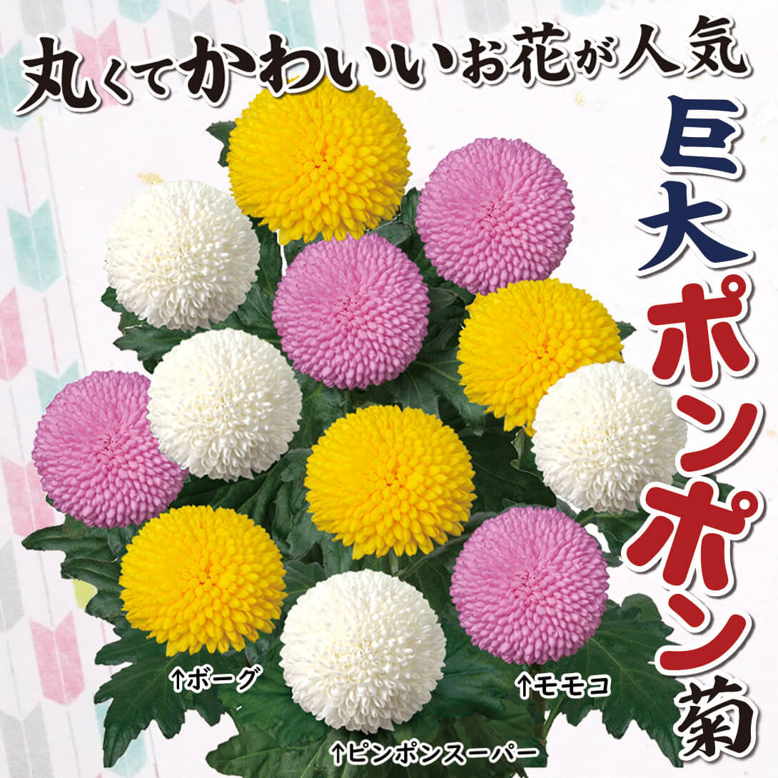 巨大ポンポン菊