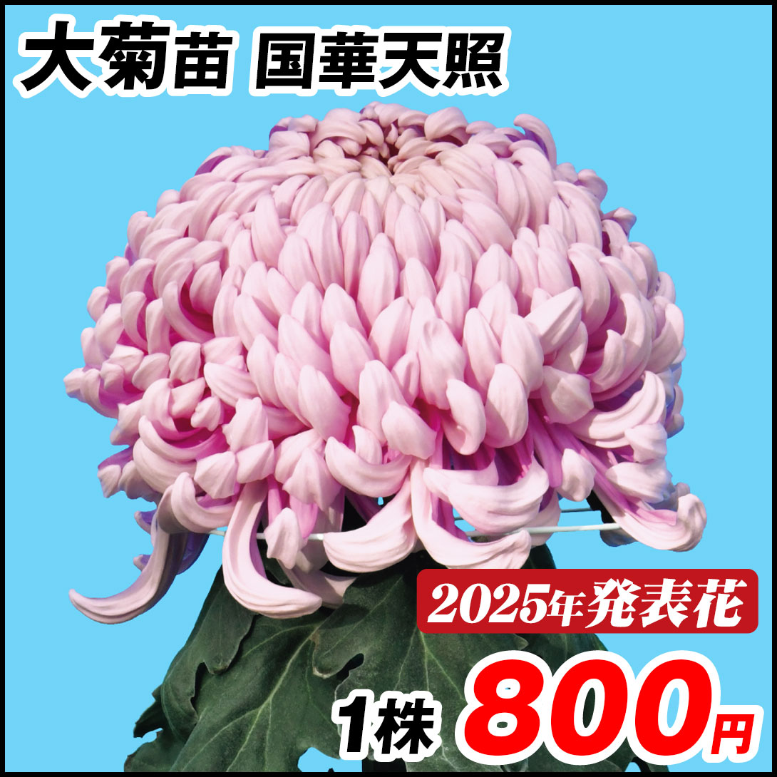 大菊 苗 国華天照