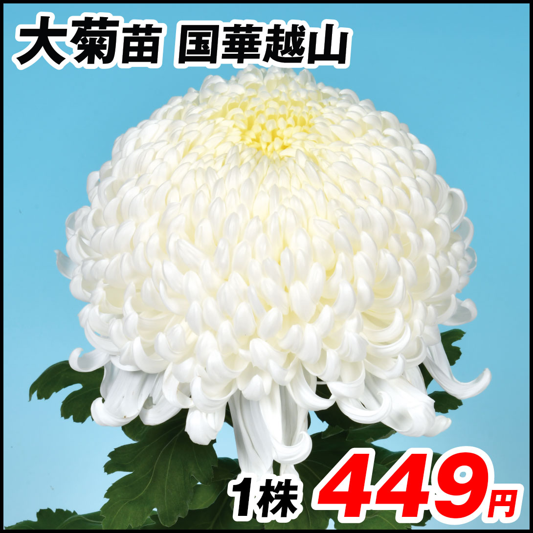 大菊 苗 国華越山