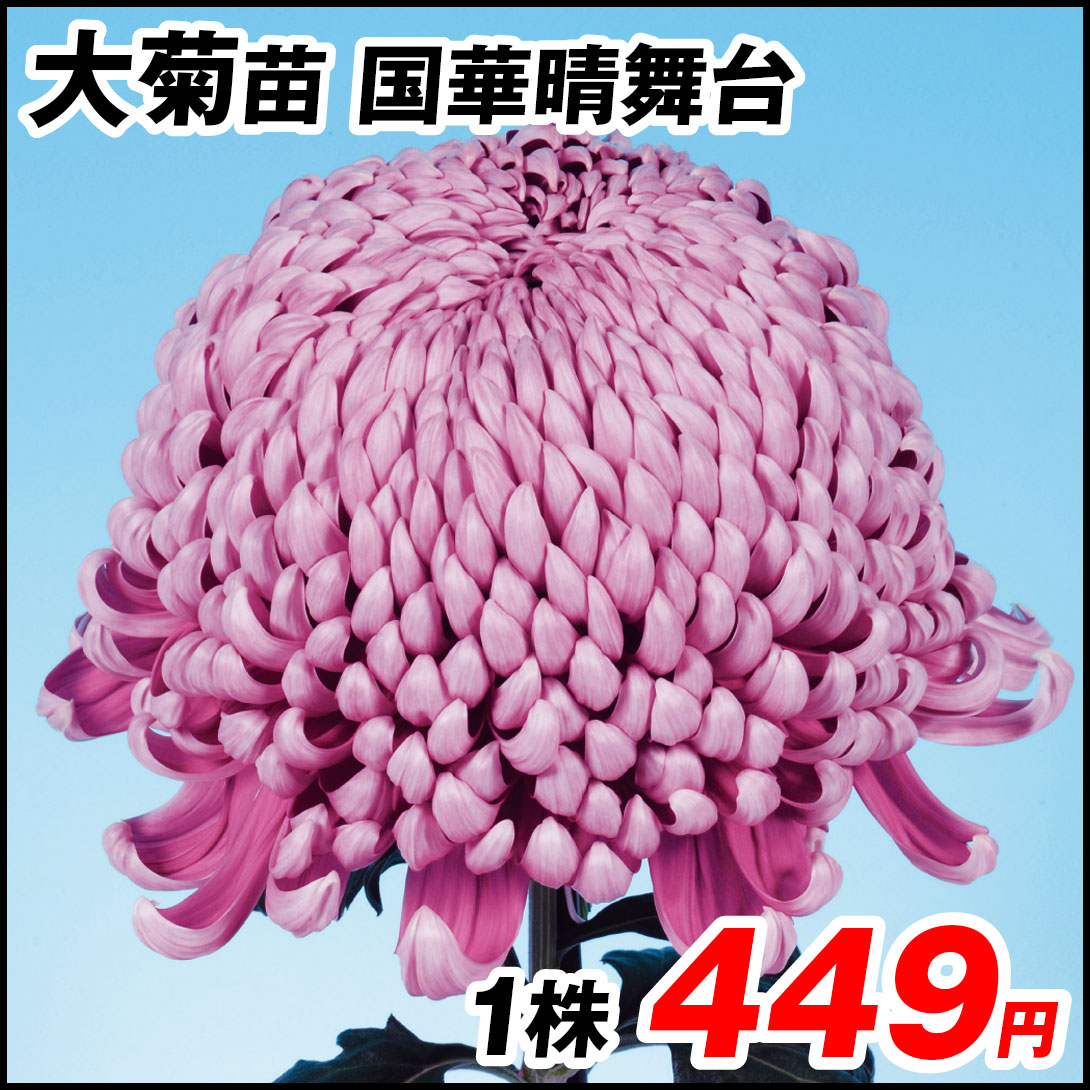 大菊 苗 国華晴舞台