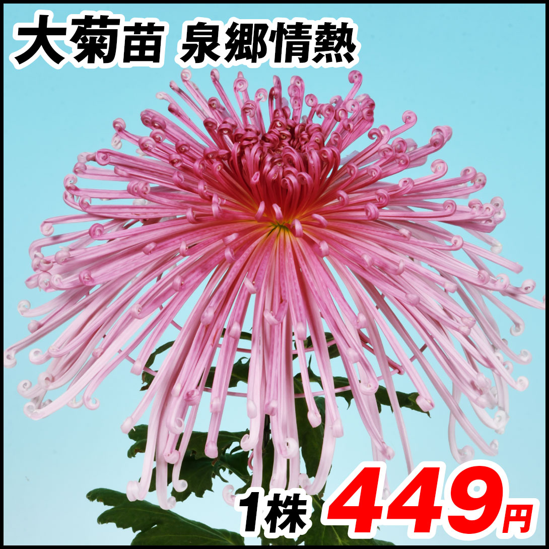 大菊 苗 泉郷情熱