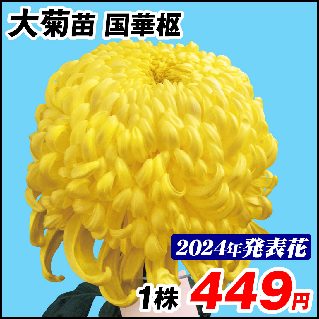 大菊 苗 国華枢