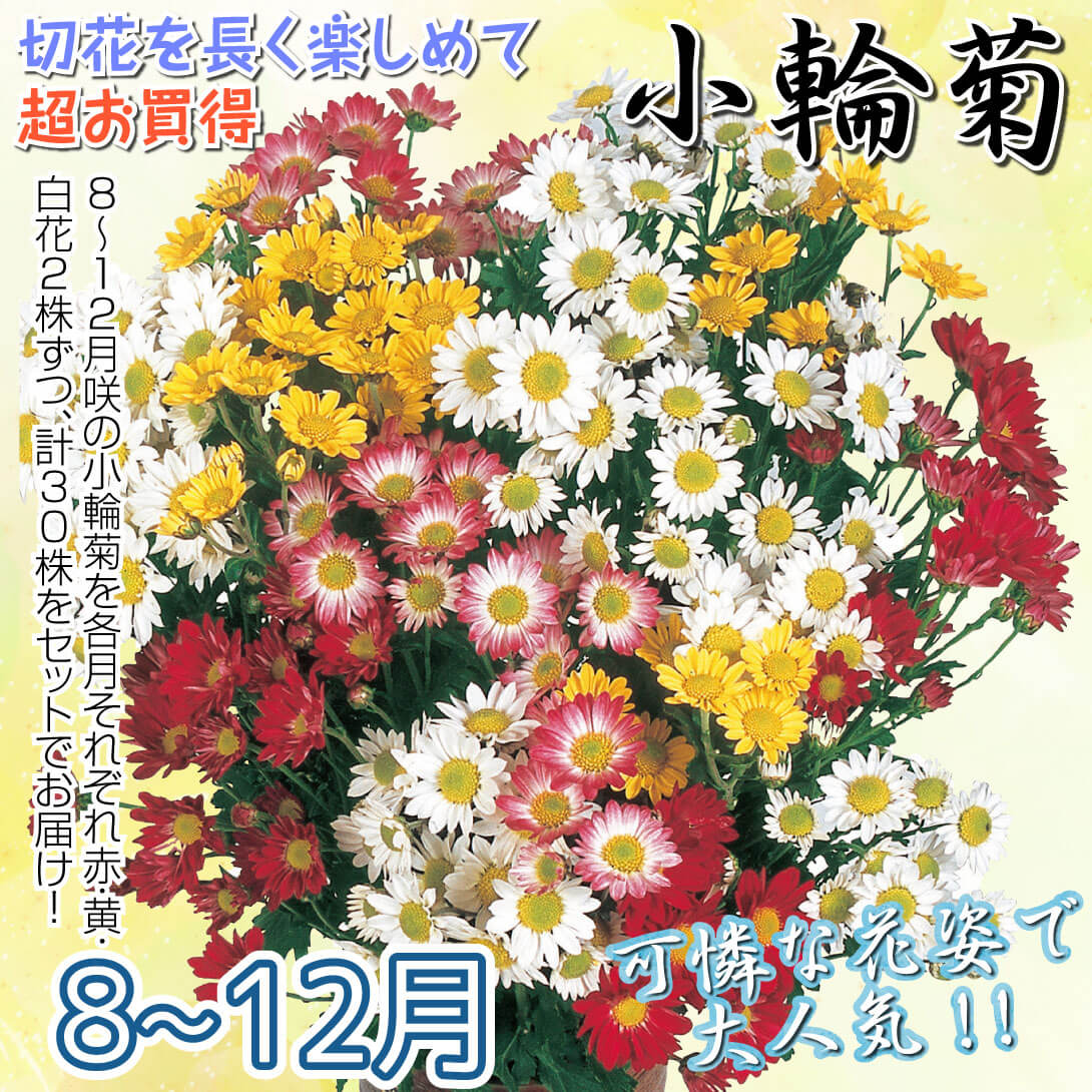 8～12月まで楽しむ小輪菊セット 