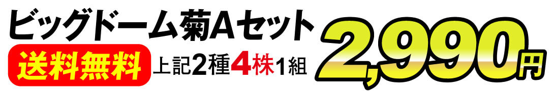 ビッグドーム菊
