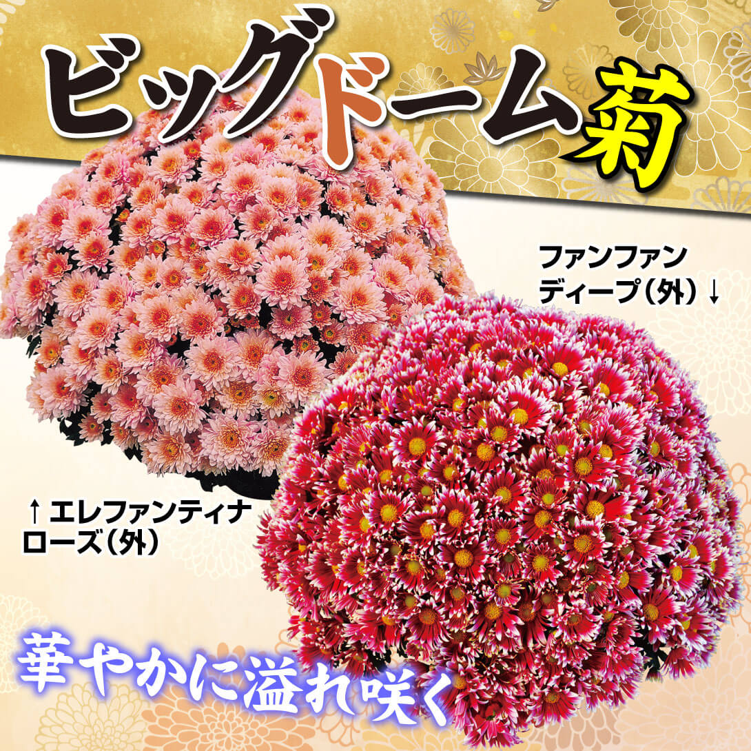 ビッグドーム菊