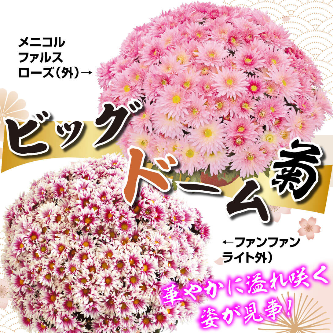 ビッグドーム菊