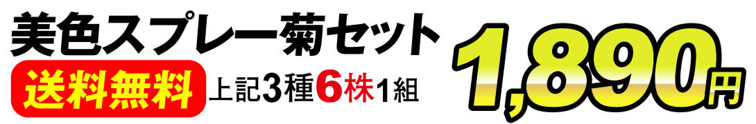 美色スプレー菊