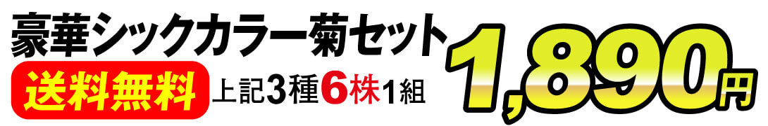 豪華シックカラー菊