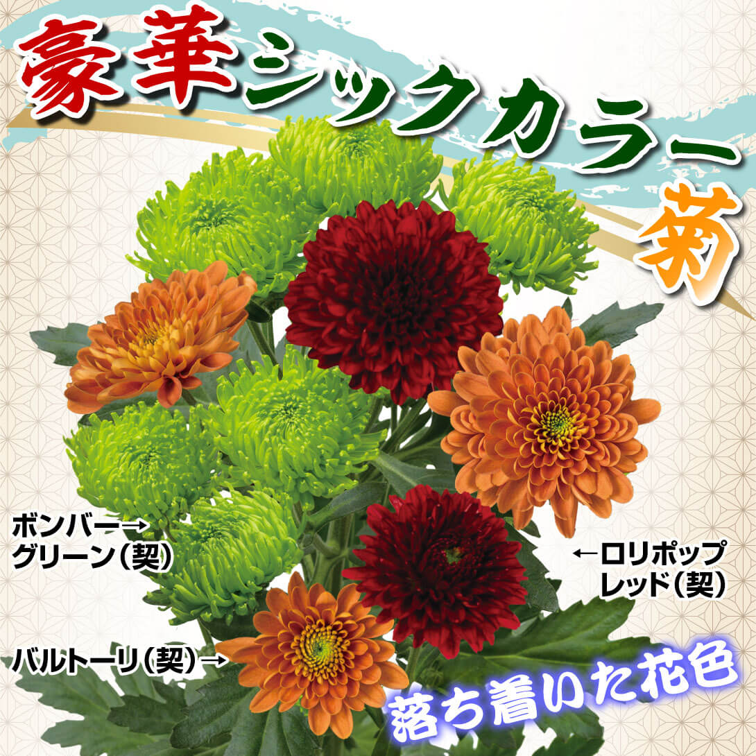 豪華シックカラー菊